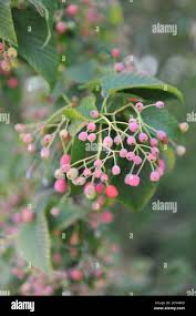 Attēlu rezultāti vaicājumam “Sorbus alnifolia fruit”