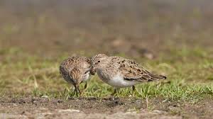 Attēlu rezultāti vaicājumam “Calidris minuta”