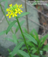 Attēlu rezultāti vaicājumam “Erysimum hieracifolium”