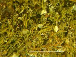 Attēlu rezultāti vaicājumam “Gyroweisia tenuis”