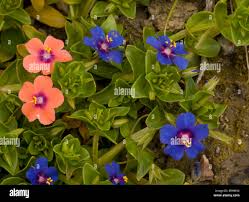 Image result for Anagallis arvensis