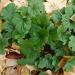 Attēlu rezultāti vaicājumam “Waldsteinia geoides”