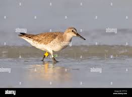 Attēlu rezultāti vaicājumam “Calidris canutus”