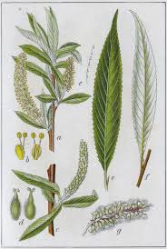 Attēlu rezultāti vaicājumam “Salix alba var. alba”
