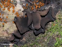 Attēlu rezultāti vaicājumam “Ionomidotis irregularis”