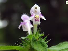 Attēlu rezultāti vaicājumam “Galeopsis tetrahit flower”