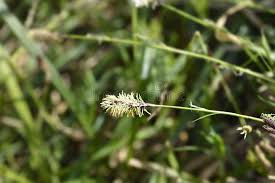 Attēlu rezultāti vaicājumam “Carex sylvatica flower”