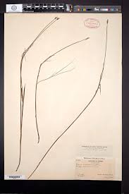 Attēlu rezultāti vaicājumam “Carex chordorrhiza”