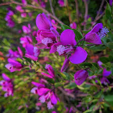 Attēlu rezultāti vaicājumam “Polygalaceae”