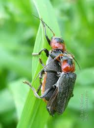 Attēlu rezultāti vaicājumam “Cantharis fusca”