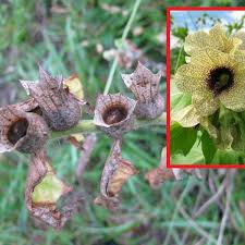 Image result for bilsenkraut