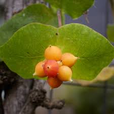 Attēlu rezultāti vaicājumam “Lonicera caprifolium fruit”