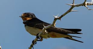 Attēlu rezultāti vaicājumam “Hirundinidae”