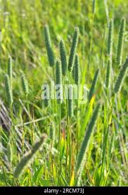 Attēlu rezultāti vaicājumam “Phleum phleoides fruit”