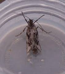 Attēlu rezultāti vaicājumam “Diurnea lipsiella male”