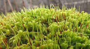 Attēlu rezultāti vaicājumam “Sanionia uncinata  sporophyte”