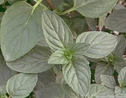 Image result for Mentha piperita