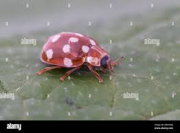 Attēlu rezultāti vaicājumam “Calvia quatuordecimguttata”