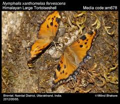 Attēlu rezultāti vaicājumam “Nymphalis xanthomelas pupa”