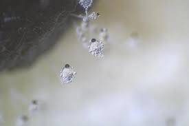 Attēlu rezultāti vaicājumam “Pilobolus crystallinus”