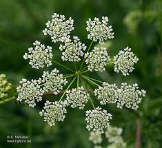 Image result for Chaerophyllum aureum