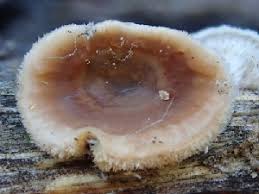 Attēlu rezultāti vaicājumam “Stereum fasciatum”