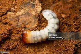 Attēlu rezultāti vaicājumam “Pyrochroidae larva”