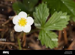 Attēlu rezultāti vaicājumam “Fragaria moschata flower”
