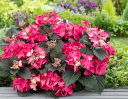 Attēlu rezultāti vaicājumam “Hydrangea”