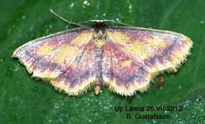 Attēlu rezultāti vaicājumam “Idaea muricata”