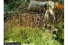 Attēlu rezultāti vaicājumam “Atrichum undulatum sporophyte”