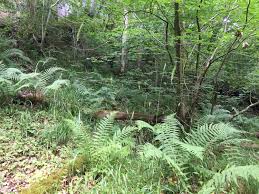 Attēlu rezultāti vaicājumam “Hordelymus europaeus leaf”