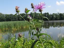 Attēlu rezultāti vaicājumam “Centaurea phrygia”