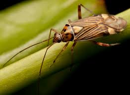 Attēlu rezultāti vaicājumam “Rhabdomiris striatellus”