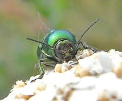 Attēlu rezultāti vaicājumam “Cryptocephalus aureolus, Cryptocephalus sericeus”