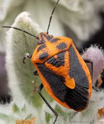 Attēlu rezultāti vaicājumam “Heteroptera”