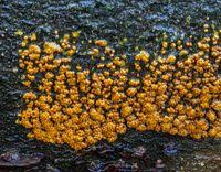 Attēlu rezultāti vaicājumam “Physaraceae”