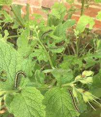 Attēlu rezultāti vaicājumam “Callimorpha dominula larva”