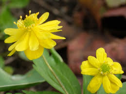 Attēlu rezultāti vaicājumam “Anemone ranunculoides bud”