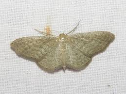 Attēlu rezultāti vaicājumam “Idaea sylvestraria”