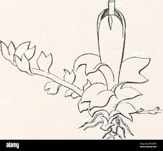 Attēlu rezultāti vaicājumam “Jungermannia hyalina cells”