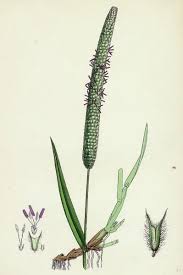 Attēlu rezultāti vaicājumam “Phleum pratense”