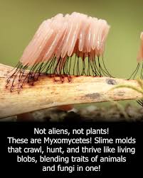 Attēlu rezultāti vaicājumam “Claustria didermoides stalked”