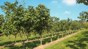 Attēlu rezultāti vaicājumam “Cydonia oblonga”