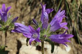 Image result for Campanula lingulata