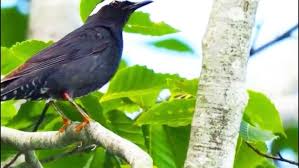 Image result for Zoothera sibirica