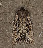 Attēlu rezultāti vaicājumam “Lacanobia suasa”