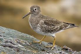 Attēlu rezultāti vaicājumam “Calidris maritima”
