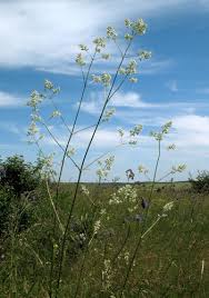 Attēlu rezultāti vaicājumam “Silene wolgensis”