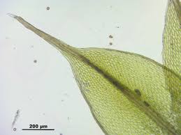 Attēlu rezultāti vaicājumam “Bryum pallescens”